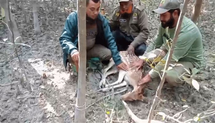কচিখালীতে ফাঁদে আটক হরিণ উদ্ধার, শিকারী গ্রেপ্তার