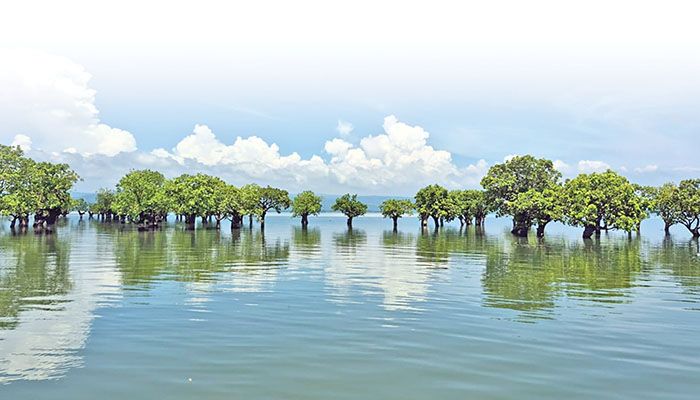 বিপন্ন হয়ে যাচ্ছে হাওরাঞ্চলের হিজল