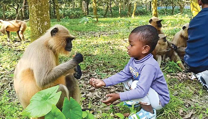 ‘আয়’ বললেই ছুটে আসে শত শত কালোমুখো হনুমান 