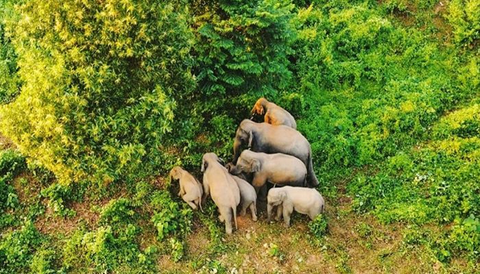 রাঙামাটির কাপ্তাই জাতীয় উদ্যানে শাবকসহ হাতির দল। ছবি: প্রতিদিনের বাংলাদেশ