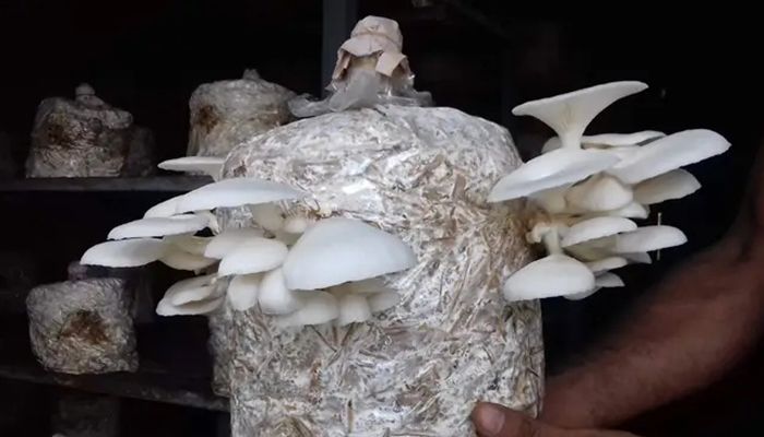মাশরুম চাষে সফল কলেজ পড়ুয়া তিন বন্ধু