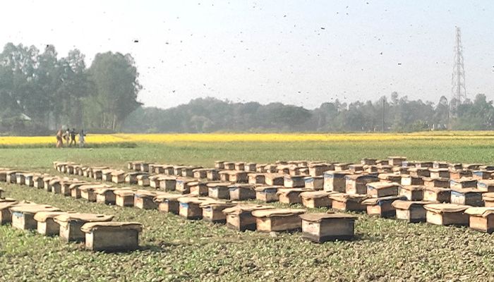 সরষের মধু সংগ্রহ করছেন মৌচাষি