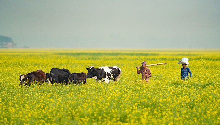 সরিষার রাজ্যে অপার সম্ভাবনা