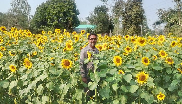লাল মাটির দেশে সূর্যমুখী চাষে সফলতার গল্প