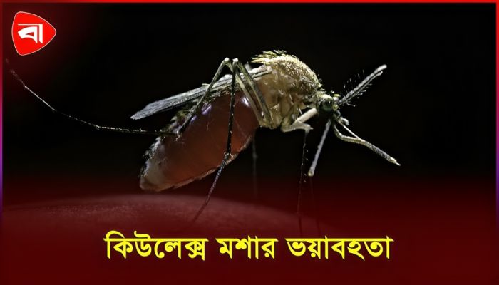 এডিস মশা কমেছে কিউলেক্স মশা বাড়ছে: কবিরুল বশার