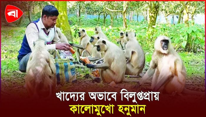 ‘আয়’ বললেই ছুটে আসে শত শত কালোমুখো হনুমান