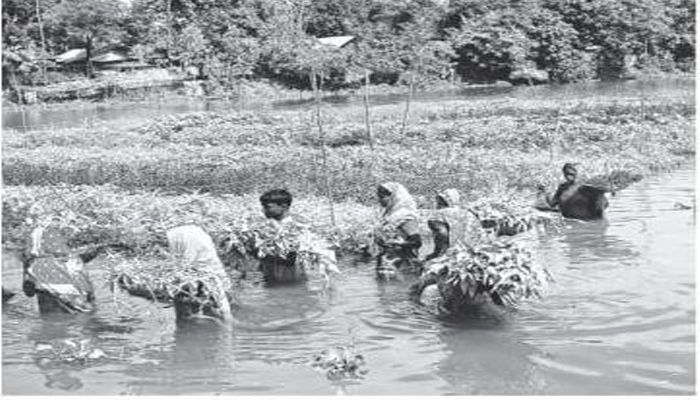 জলজ কৃষিতে নতুন সম্ভাবনা