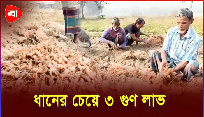 কুমিল্লায় বাড়ছে লাভজনক হলুদ চাষ 