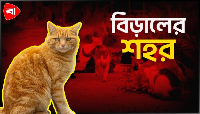 যেখানে বিড়াল আর ইঁদুর একসঙ্গে খাবার খায়