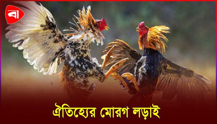 মোরগ লড়াই দেখতে হাজারো মানুষের সমাগম