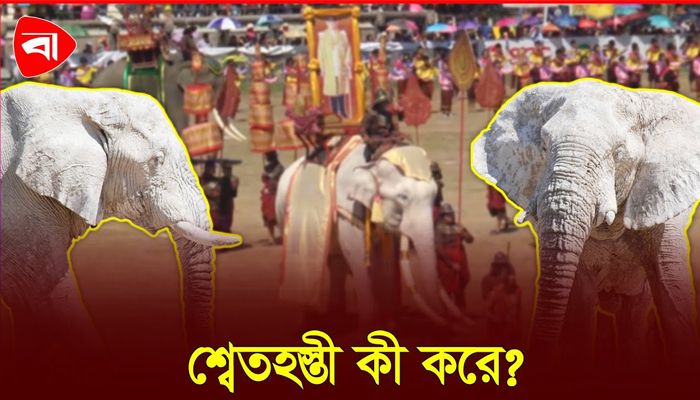 রাজকোষ ধ্বংস করাই শ্বেতহস্তীর কাজ?