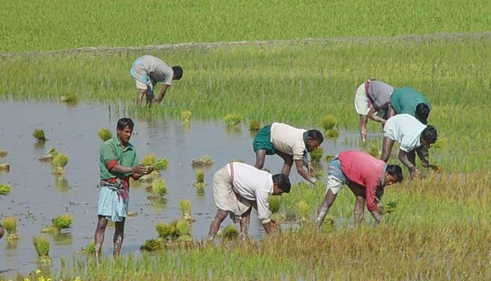 কৃষি প্রধান দেশের জাতীয় নির্বাচন সামনে রেখে রাজনৈতিক দলগুলো নির্বাচনি ইশতেহার ঘোষণা করেছে; তবে তা কতটা বাস্তবায়নযোগ্য সেটি বড় হয়ে প্রশ্ন সামনে এসেছে। ছবি: সংগৃহীত 