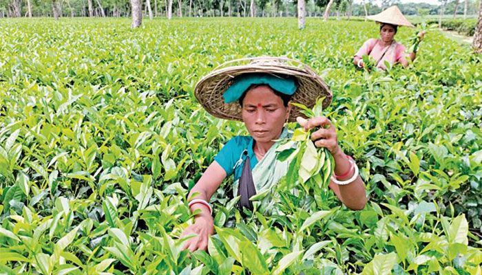 সবুজ বাগানে জীবন যাদের অনুজ্জ্বল