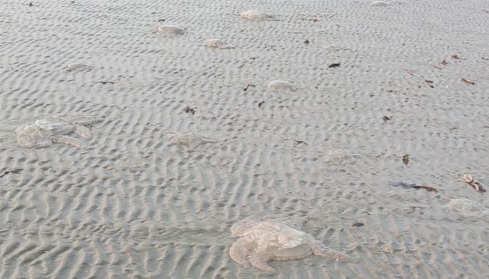 কুয়াকাটা সৈকতে ভেসে আসছে অসংখ্য মৃত জেলিফিশ