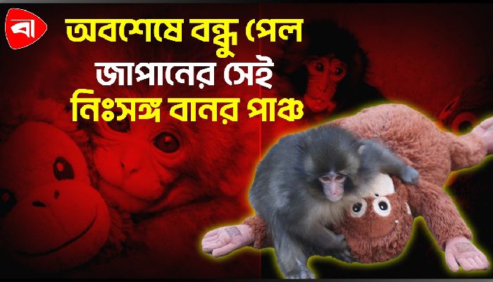 ভাইরাল নিঃসঙ্গ বানর 'পাঞ্চ' খুঁজে পেল নতুন বন্ধু 
