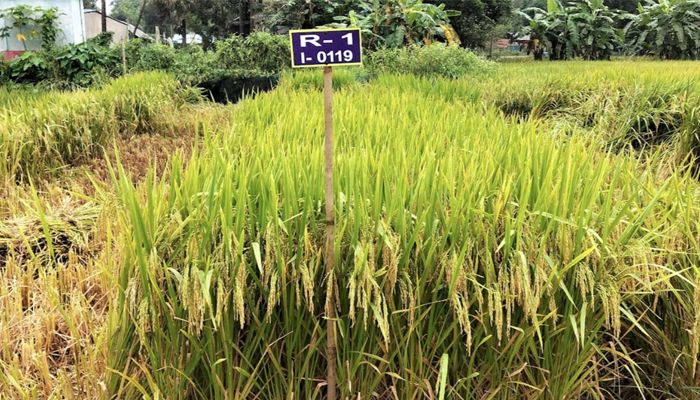 শস্য ভাণ্ডারে যুক্ত হলো দুটি হাইব্রিডসহ ৬টি নতুন ধানের জাত