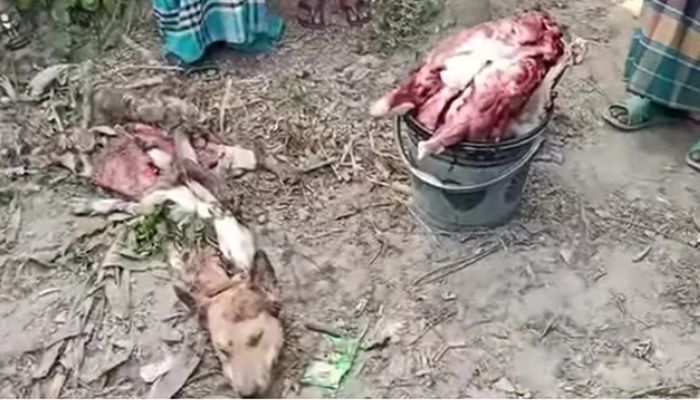 নওগাঁয় কসাইয়ের দোকানে মিলল ২৫ কেজি কুকুরের মাংস