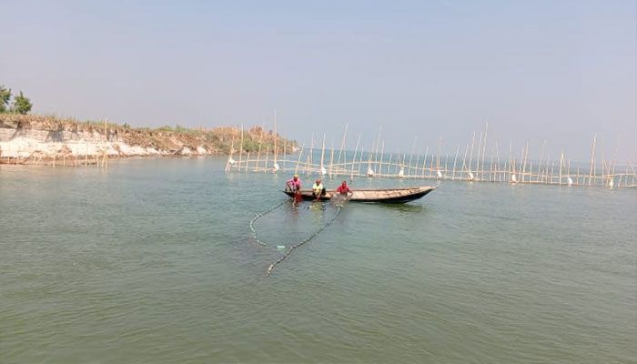 পদ্মায় অবৈধ বাঁশের ফাঁদে জাটকা নিধন অব্যাহত