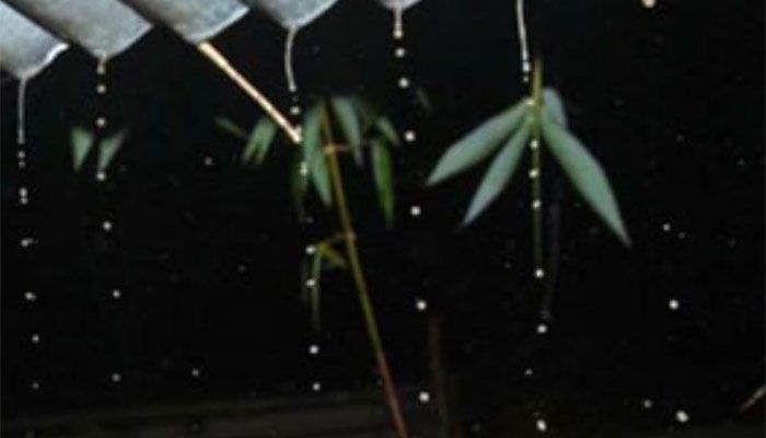 ফাগুনের রাতে কিশোরগঞ্জে এক পশলা বৃষ্টি, কৃষকের মনে স্বস্তি