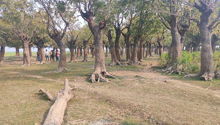 বিলুপ্তির পথে মান্দার গাছ