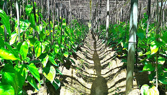 মিঠা পানের ভূ-স্বর্গ মহেশখালী
