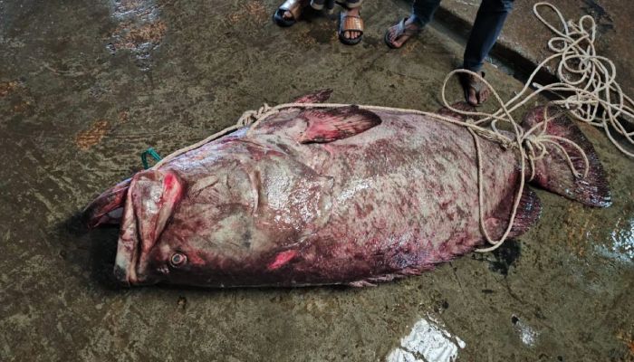 টেকনাফে জালে ধরা পড়ল ২০০ কেজির ‘বোল মাছ’