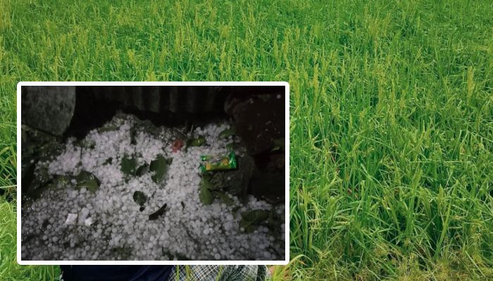 কিশোরগঞ্জে শিলাবৃষ্টিতে ৪ হাজার হেক্টর বোরো ধান ক্ষতিগ্রস্ত