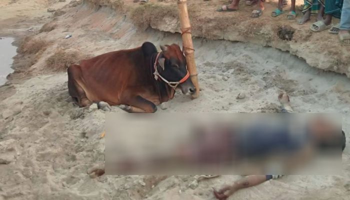 পাকুন্দিয়ায় গরু চুরির অভিযোগে গণপিটুনিতে নিহত ১