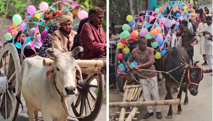 ঐতিহ্যের ছোঁয়ায় ব্যতিক্রমী বিয়ে: কালীগঞ্জে গরুর গাড়ির বরযাত্রা