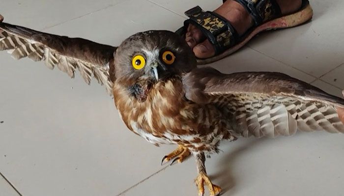 বিরল প্রজাতির ব্রাউন বুবক পাখি উদ্ধার
