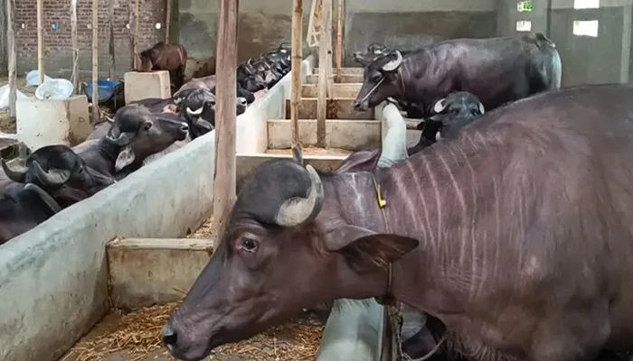 মহিষ পালনে উদ্যোক্তাদের সহায়তা দিচ্ছে সরকার: প্রাণিসম্পদ প্রতিমন্ত্রী