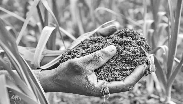 বাংলাদেশে অম্ল মাটির টেকসই ব্যবস্থাপনা