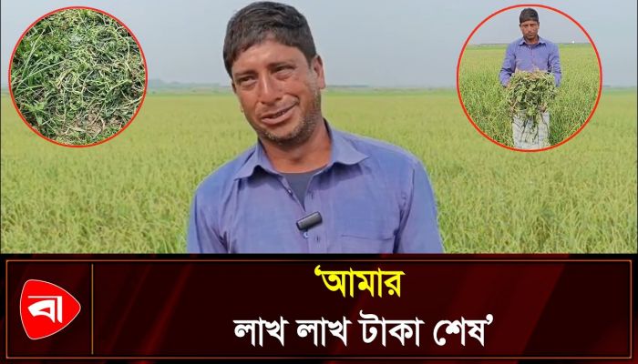৭ বিঘা জমির তরমুজ গাছ উপড়ে ফেলার অভিযোগ 