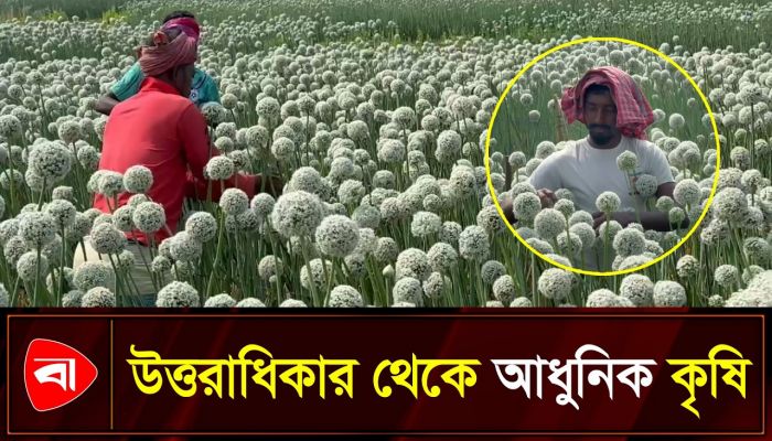 প্রকৃতিতে নেই মৌমাছি, শ্রমিকের হাতেই পরাগায়ন