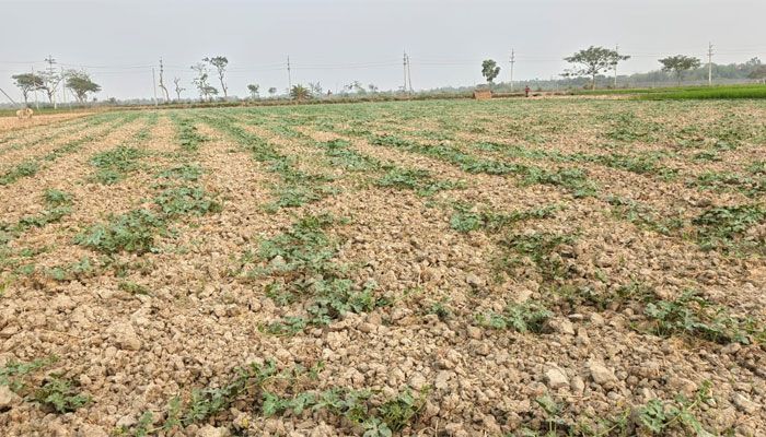 লাভের আশায় দিন গুনছেন কয়রার তরমুজ চাষীরা