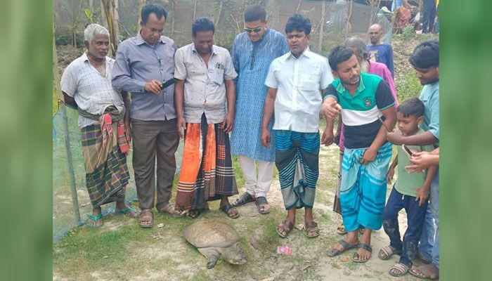 সাতক্ষীরায় বিপন্ন প্রজাতির ধুম কাছিম উদ্ধার