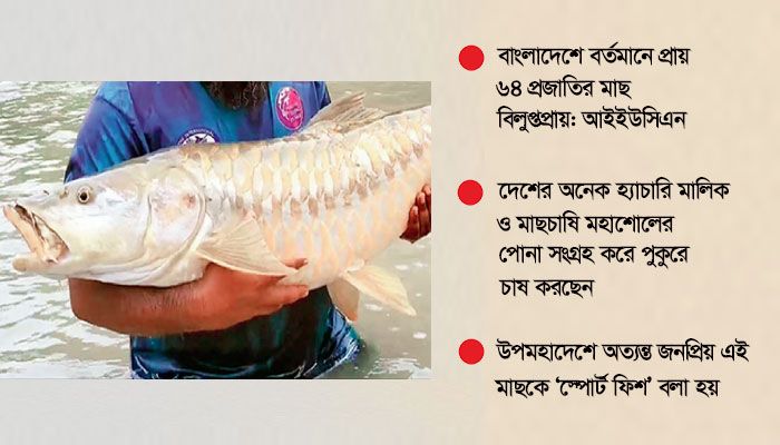 চাষে পাতে ফিরছে ‘মহাশোল’