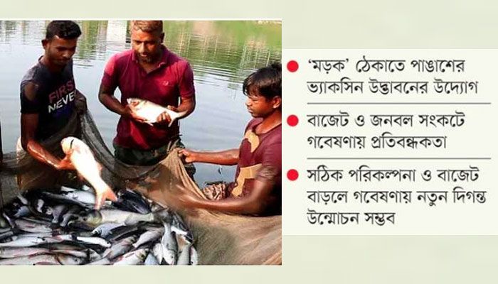 মাছের রোগ প্রতিরোধে নতুন সম্ভাবনা
