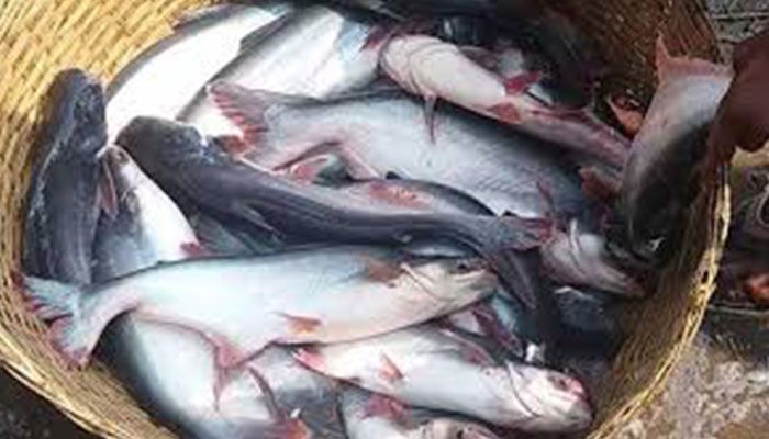 খামারিদের প্রশিক্ষণ ও সচেতনতা বাড়াতে হবে