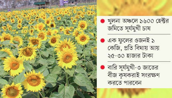 লবণাক্ত জমিতে সূর্যমুখী চাষে আশার আলো
