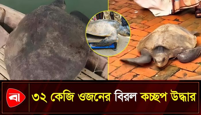 সামুদ্রিক কচ্ছপের রোমাঞ্চকর উদ্ধার অভিযান
