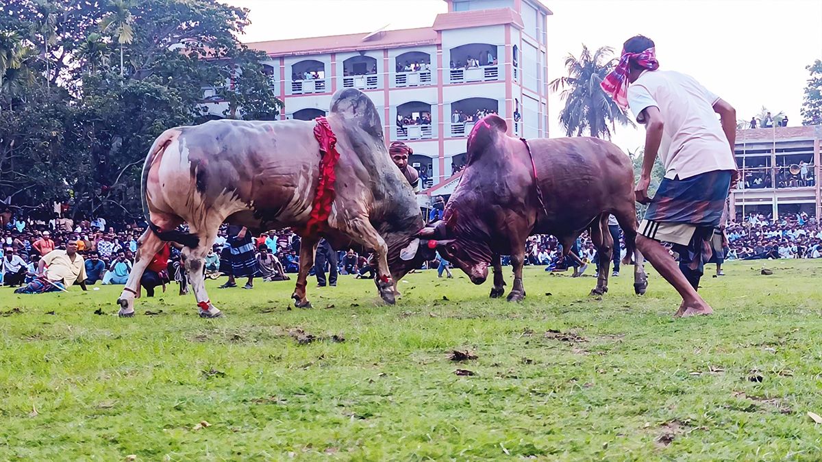 নড়াইলে ঐতিহ্যবাহী ষাঁড়ের লড়াই দেখতে হাজারো মানুষের ঢল