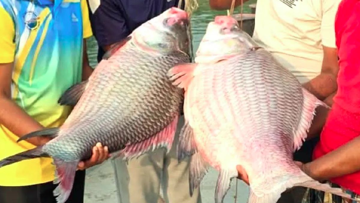 পদ্মায় ধরা পড়ল বিশাল দুই কাতল, ৯১৫০০ হাজার টাকায় বিক্রি