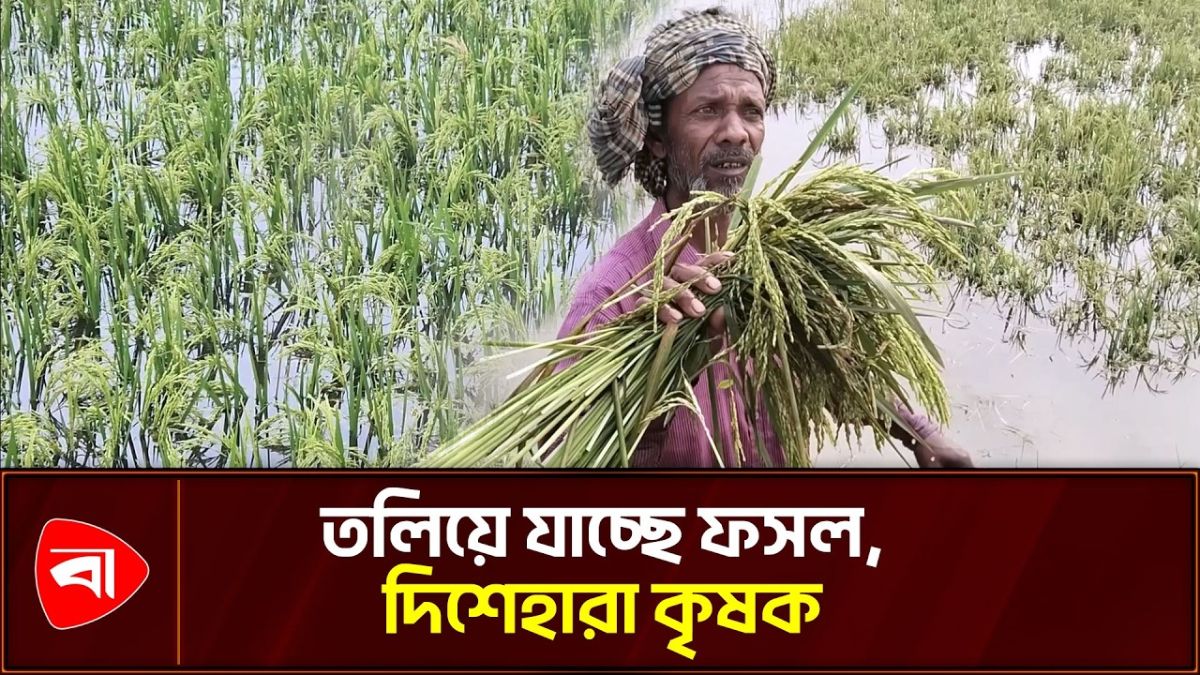 সুনামগঞ্জের হাওরে বৃষ্টির পানির স্বাভাবিক প্রবাহে বাধা 
