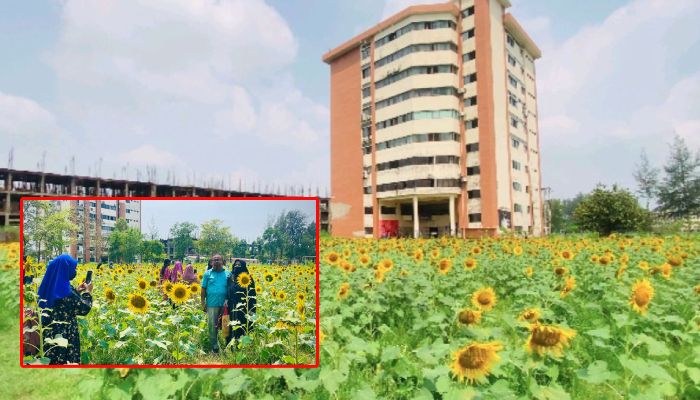 প্রকৃতির ছোঁয়ায় নোবিপ্রবি, দৃষ্টি কাড়ছে সূর্যমুখী বাগান