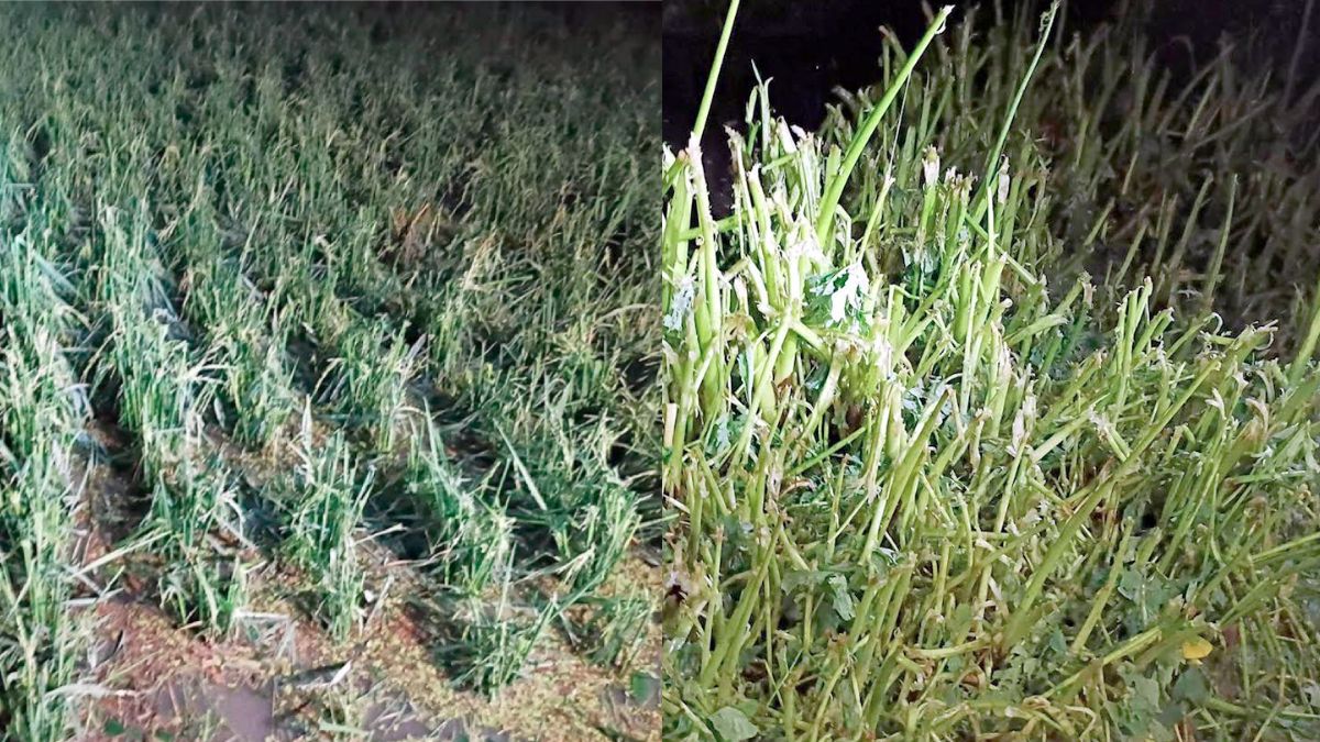 ফুলবাড়ীতে শিলাবৃষ্টি: আম, লিচু ও ধানের ব্যাপক ক্ষতি