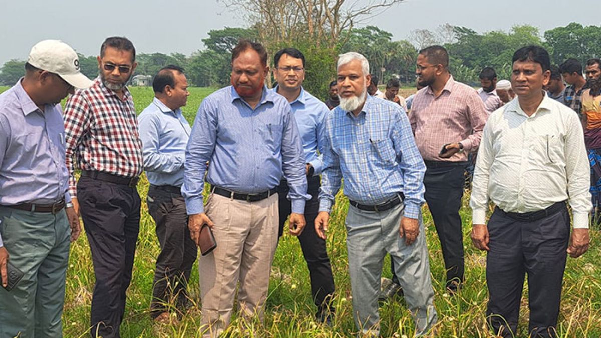 বিনা চাষে রবিশস্য চাষ করে বাজিমাত আবু রায়হানের