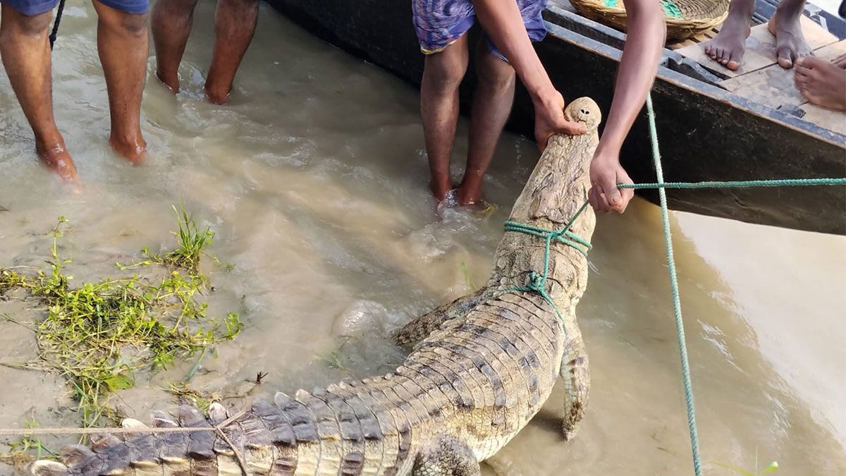 পদ্মায় জেলের বড়শিতে ৮ ফুট কুমির