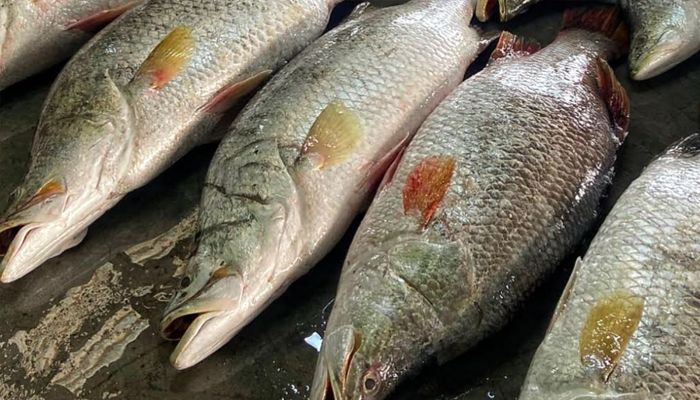 এক ট্রলারেই ৪০ কোরাল, বিক্রি পৌনে ২ লাখে