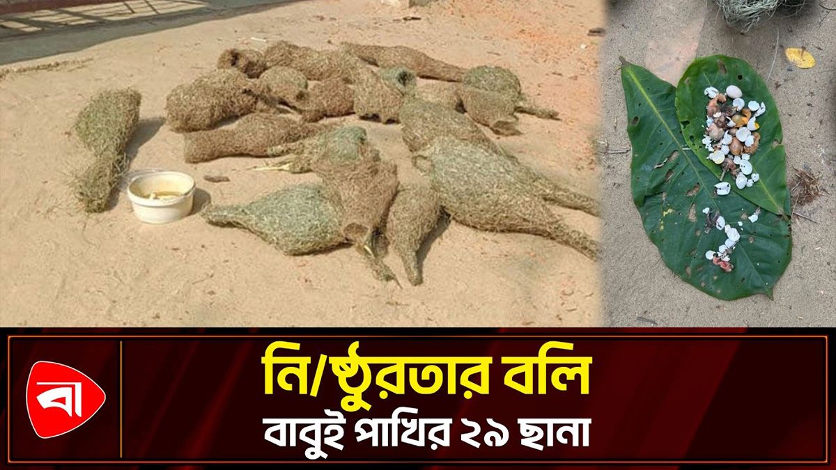 ধান খাওয়ায় বাবুইয়ের ২৯ ছানা হত্যা, বৃদ্ধের জেল 